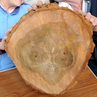 Man finds ET in firewood Man finds ET in firewood
