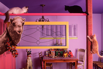 6 incredible homes built mostly for cats