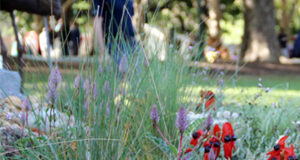 dry-gardens