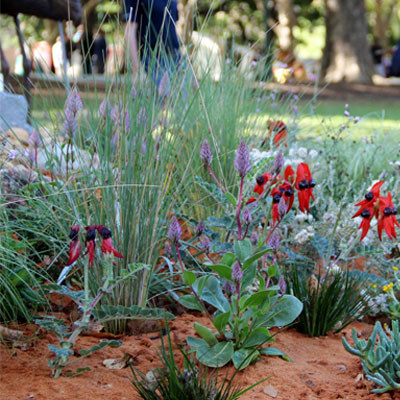 dry-gardens