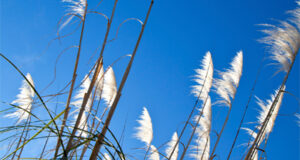 windy-gardens