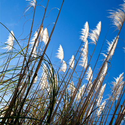 windy-gardens