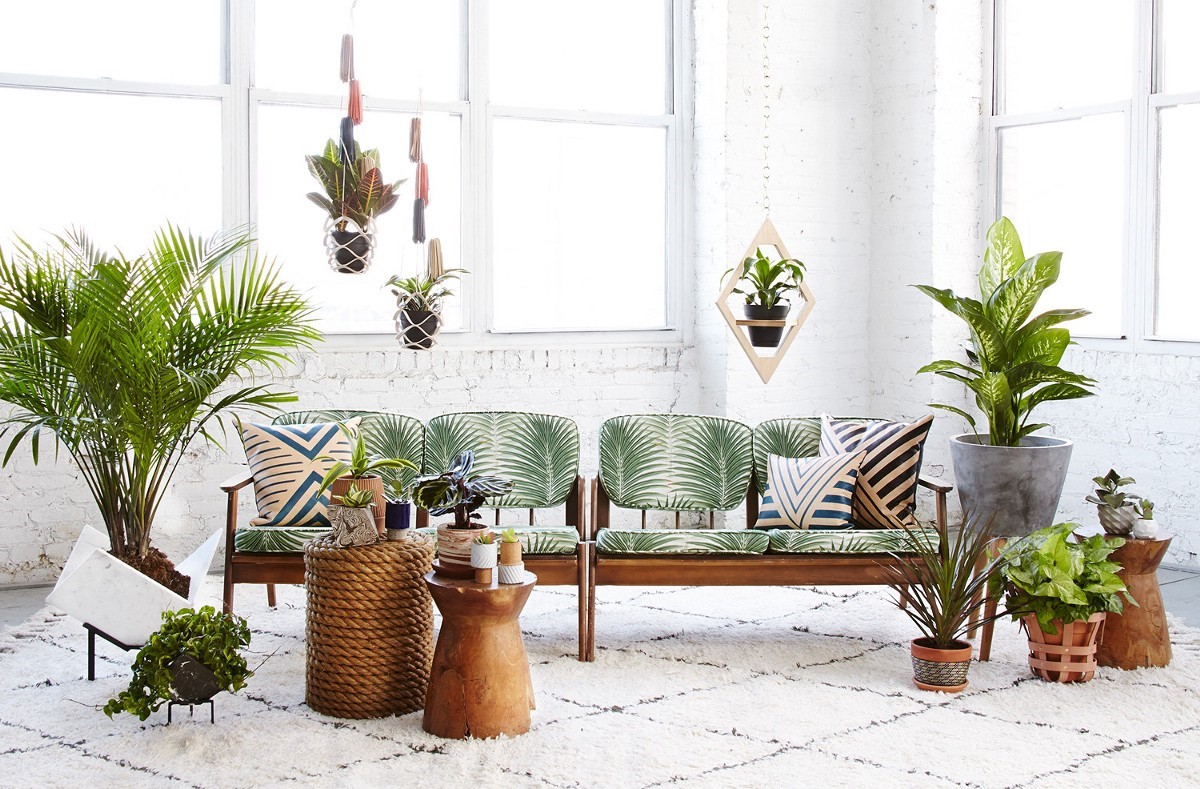 Indoor plants for your Interior Design