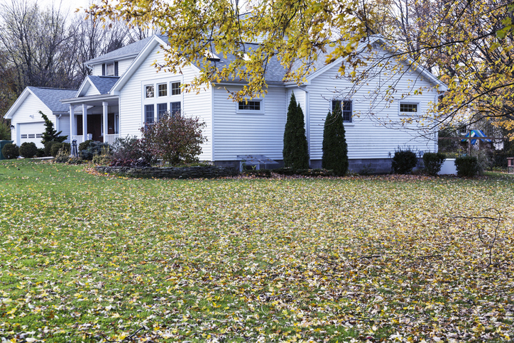 How to keep your garden blooming in winter