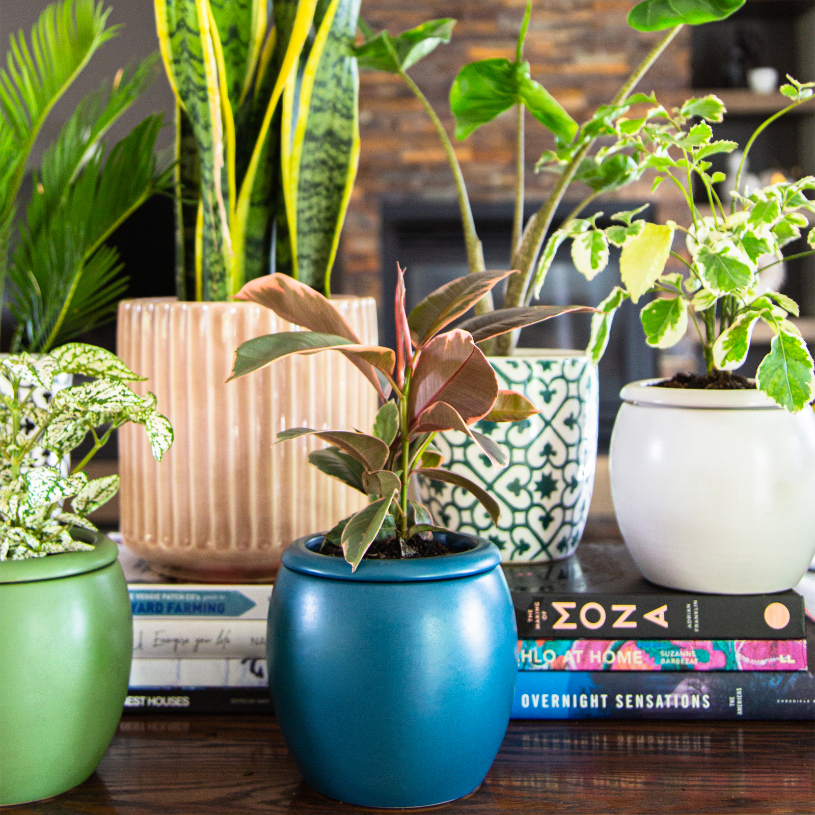 Planting the seed on your wellbeing Planting the seed on your wellbeing