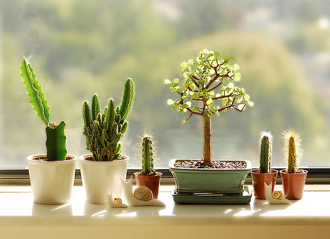 Decorating House with succulents