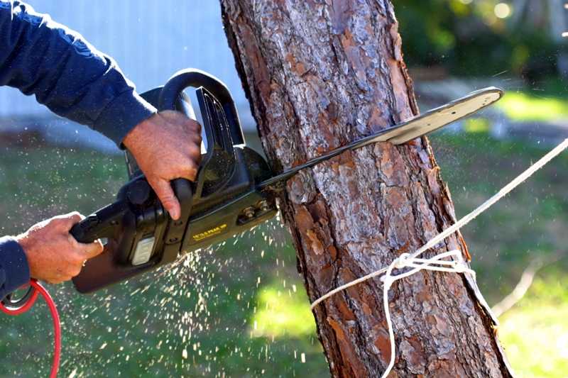 How to Get Rid of a Bulky Tree in Your Garden