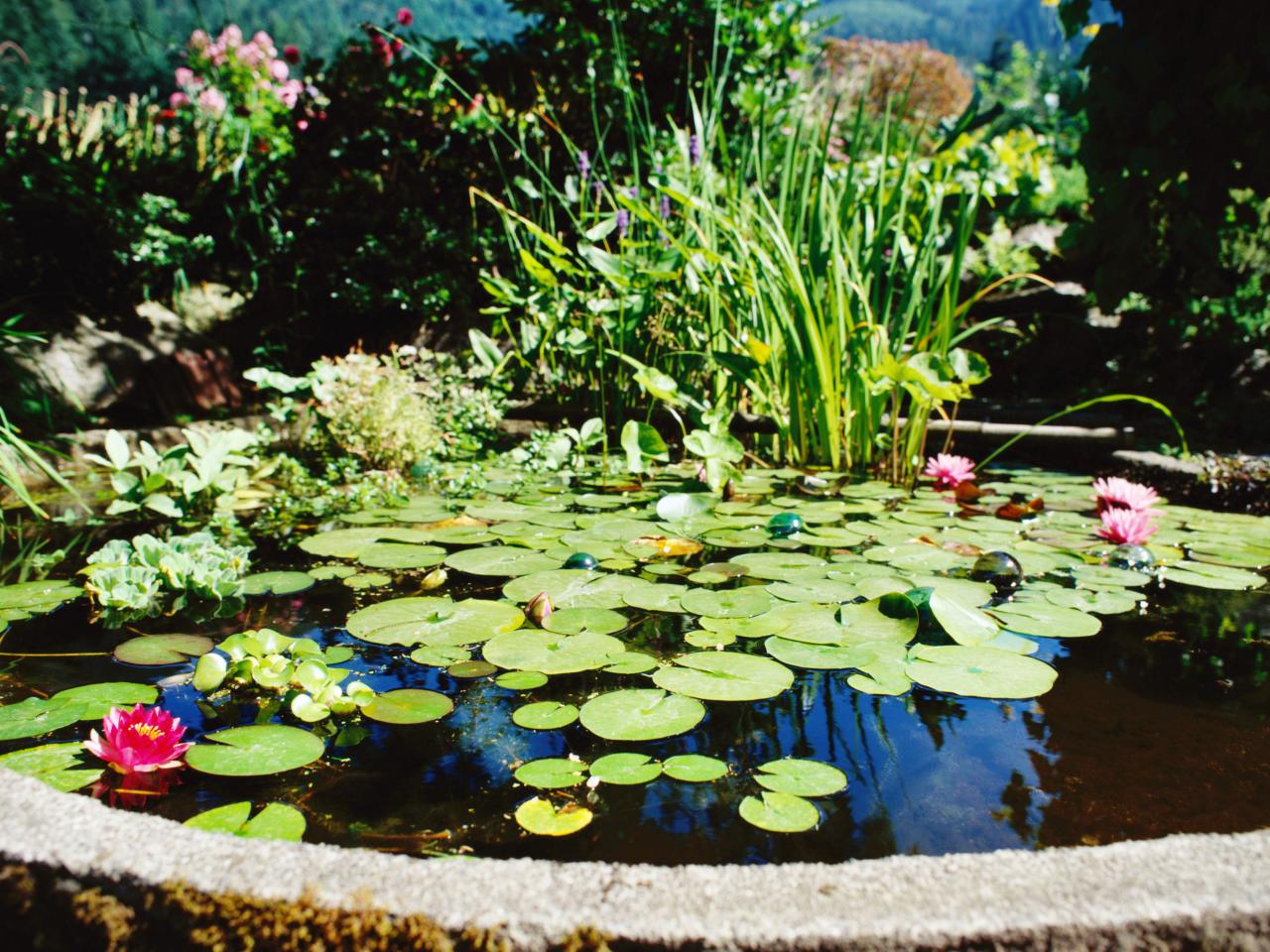 Spice Up Your Life With Backyard Garden Ponds