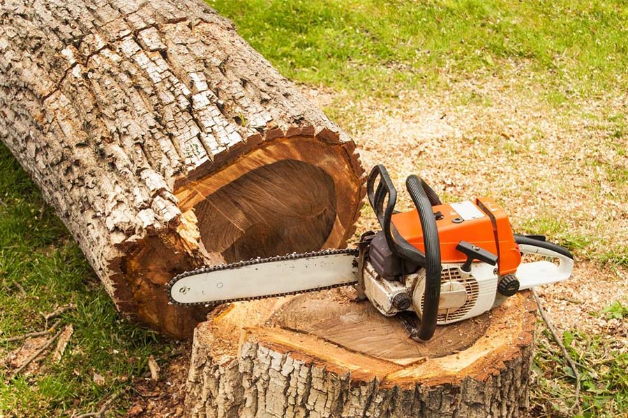 7 Factors To Consider When Choosing A Tree Removal Company