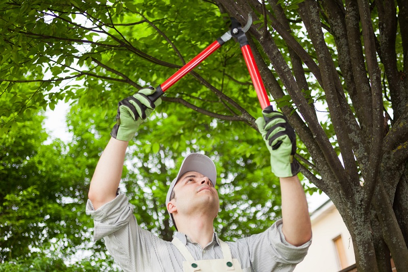 Top 5 Benefits Of Tree Pruning Service