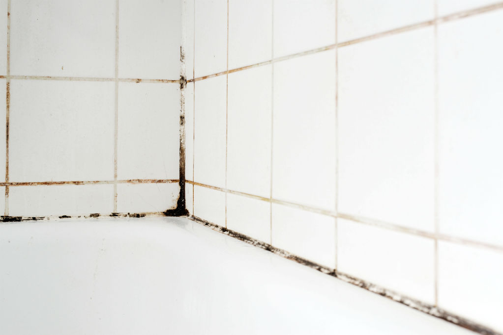 3 Easy Ways To Get Rid Of Bathroom Mould