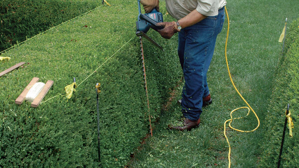 Expert Hedge Trimming Techniques: How to Achieve a Professional Finish