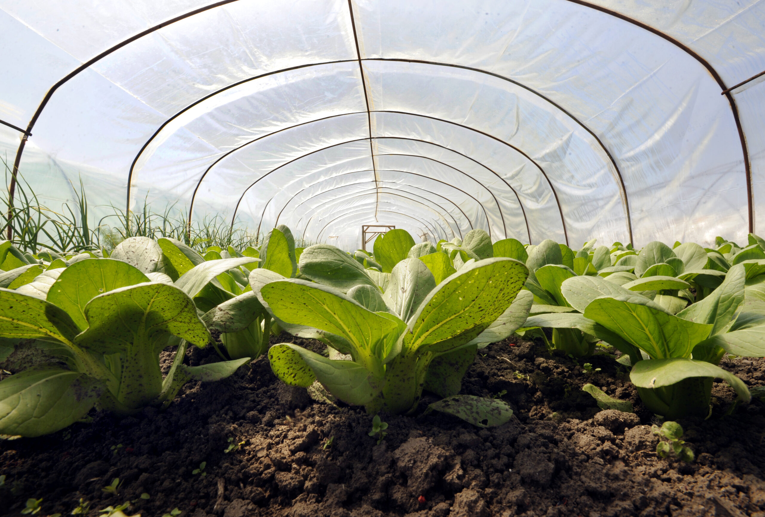 Poly Tarps: Your Key to Weatherproofing Your Garden