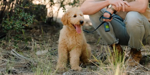 Worry-free pet ownership: How to select pet insurance that fit your Aussie lifestyles