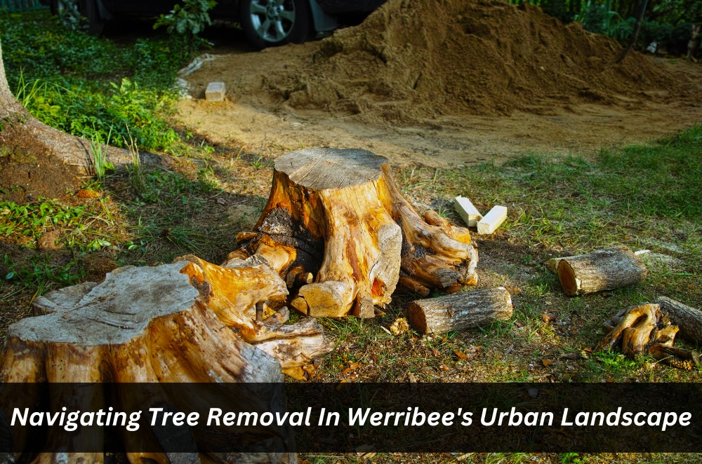 Navigating Tree Removal In Werribee’s Urban Landscape