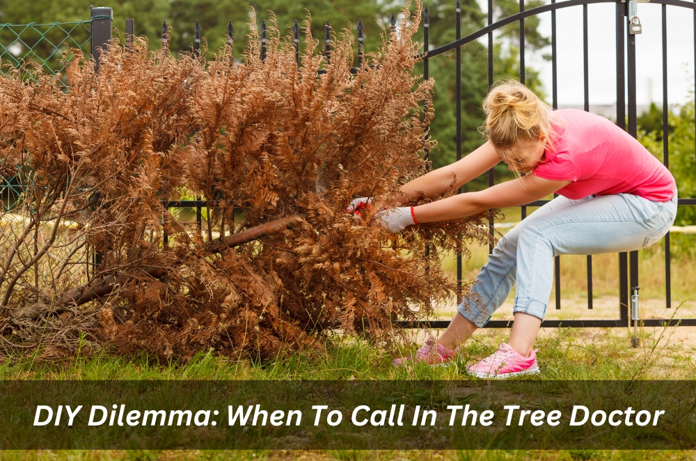 DIY Dilemma: When To Call In The Tree Doctor