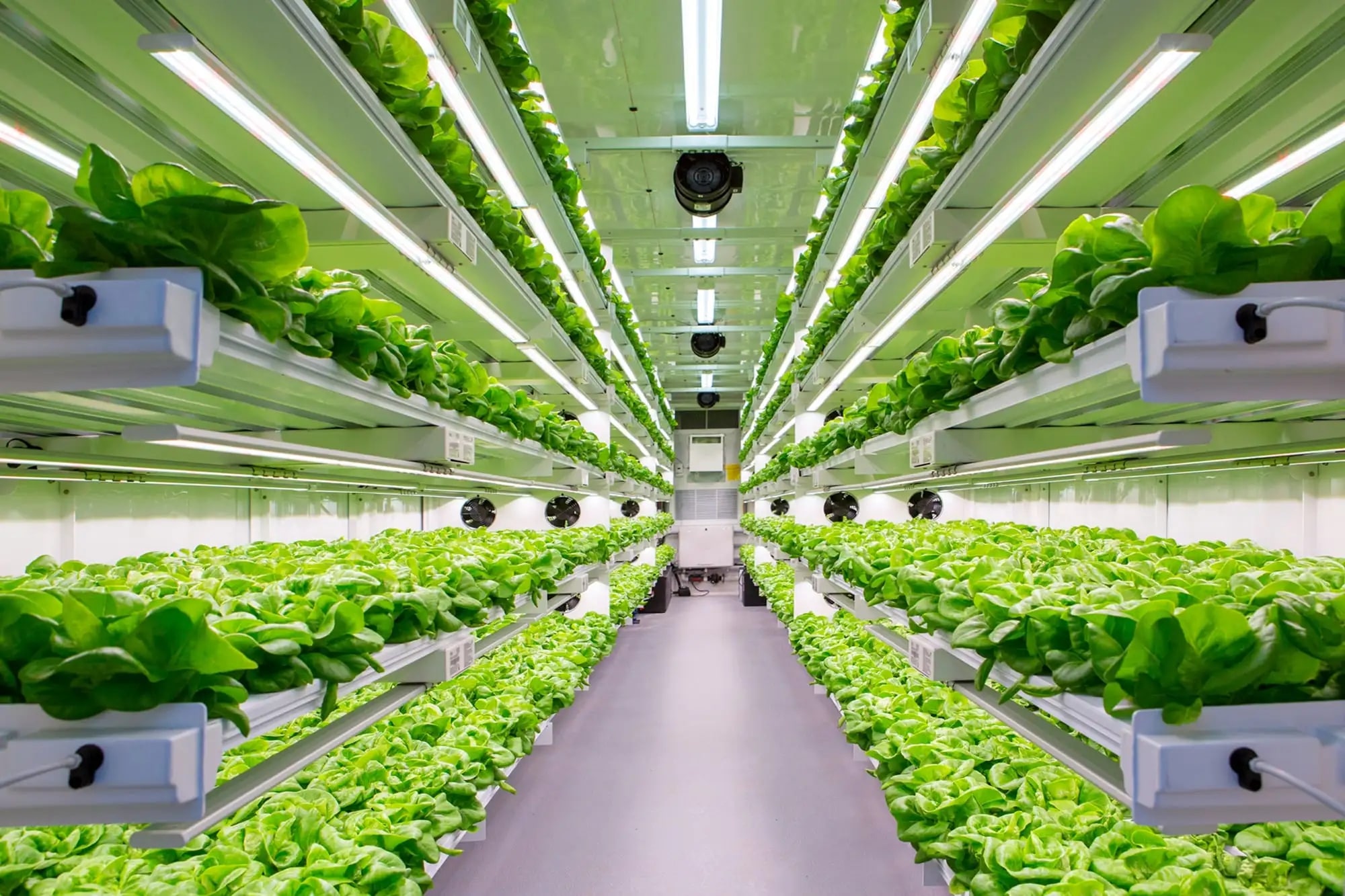 The Role of Injection Moulding in Smart Indoor Hydroponic Farms