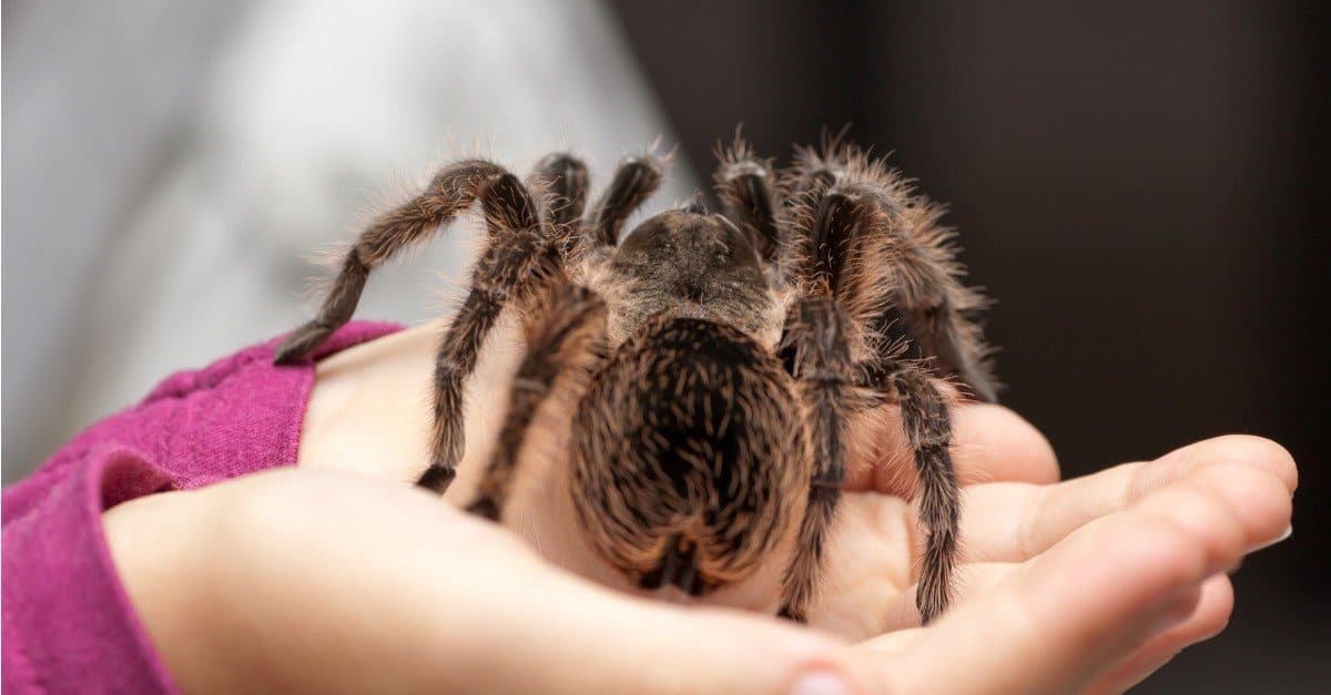 Navigating the Eight-Legged Threat: Understanding Tarantula Bites and Your Pet’s Safety