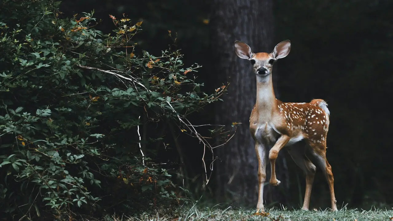 Unveiling the Art of Trophy Buck Hunting: A Beginner’s Guide