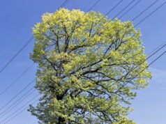 Call for caution as rapid spring growth puts Victorian households at risk near powerlines