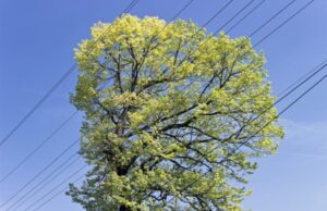 Call for caution as rapid spring growth puts Victorian households at risk near powerlines